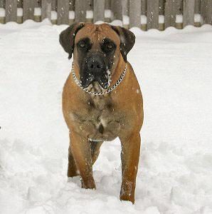 Boerboel