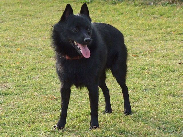 schipperke