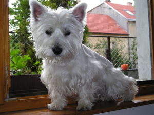 West Highland White Terrier