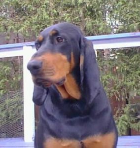 Black and Tan Coonhound