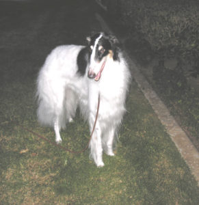 Borzoi