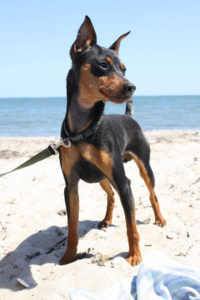 Miniature Pinscher