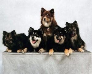 Finnish Lapphund