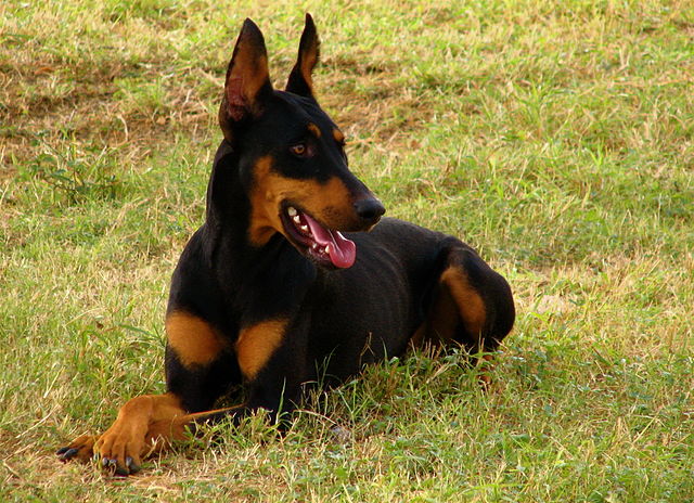 Doberman Pinscher