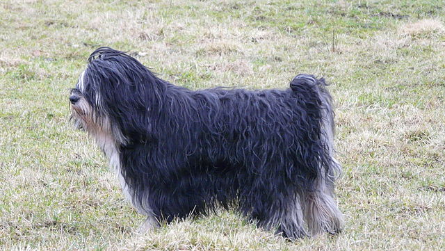 are polish lowland sheepdog aggressive