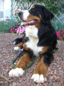 Bernese Mountain Dog