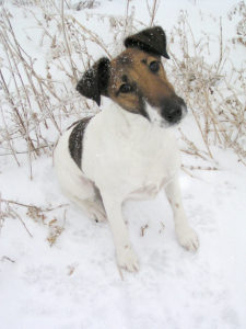 Smooth Fox Terrier