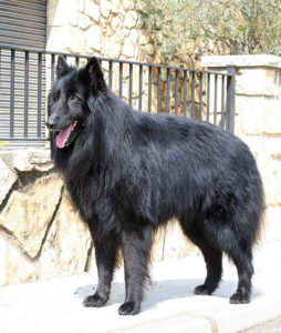 Belgian Sheepdog