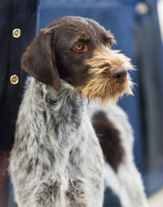 German Wirehaired Pointer