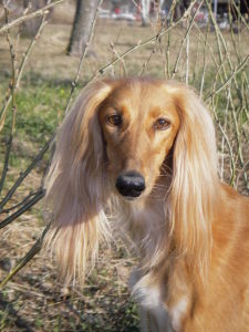 Saluki