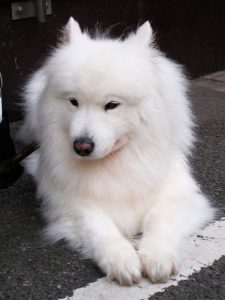 Samoyed