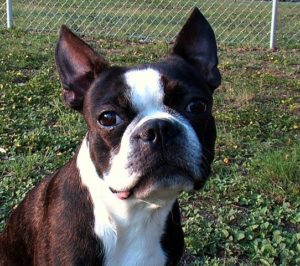 Boston Terrier