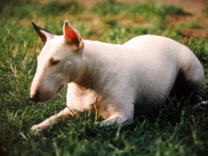 Bull Terrier