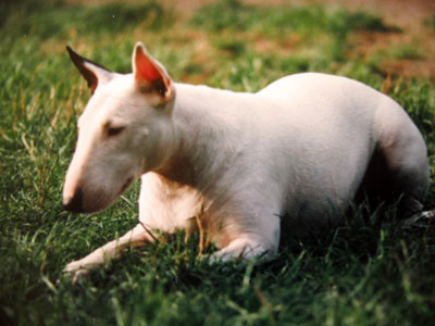 Bull Terrier Austin