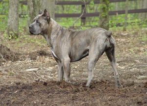 Cane Corso