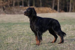 Gordon Setter