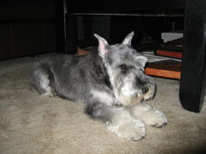 Miniature Schnauzer