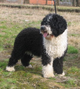 Spanish Water Dog