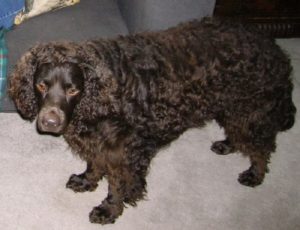 American Water Spaniel