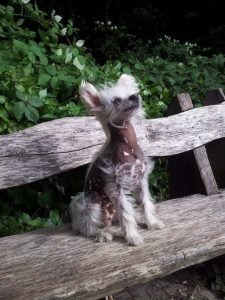 Chinese Crested