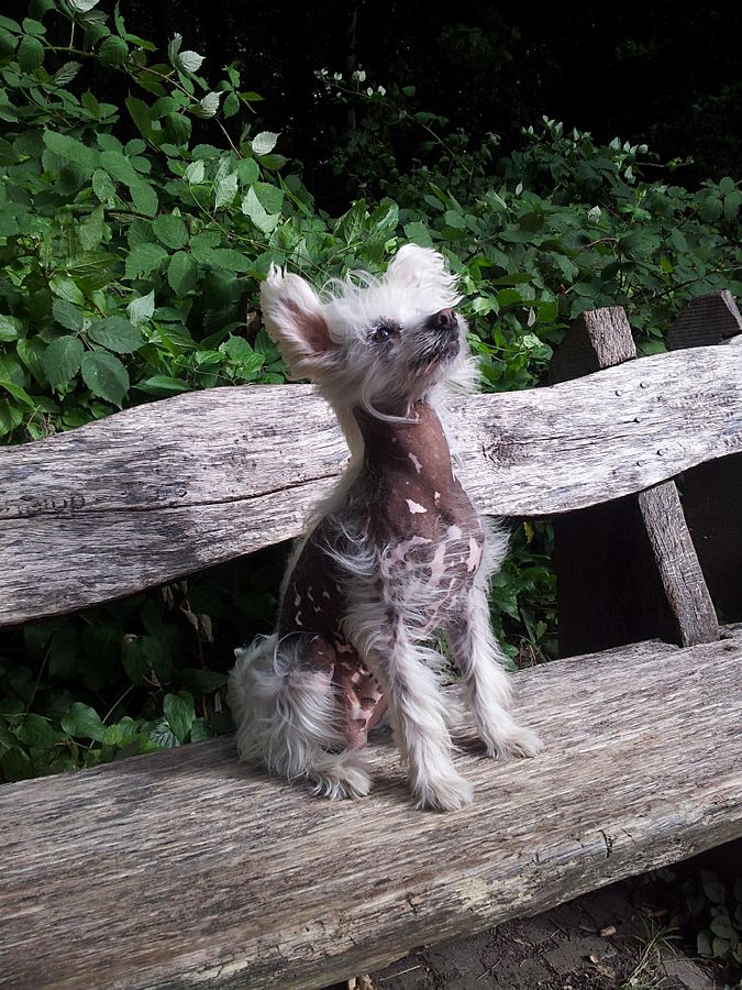 Chinese Crested Hays county