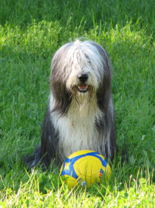 Bearded Collie