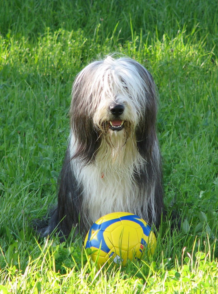 Bearded Collie