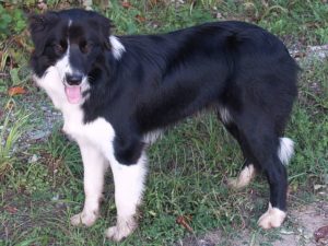 Border Collie