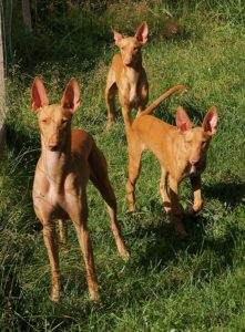 Pharaoh Hound