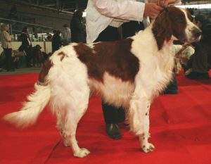 Irish Red and White Setter