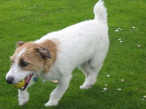 Russell Terrier