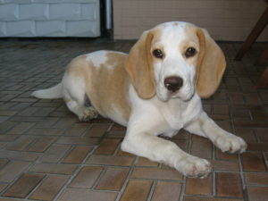 Beagle