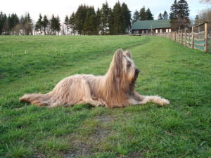 Briard