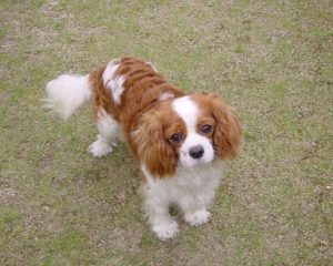 Cavaliet King Charles Spaniel