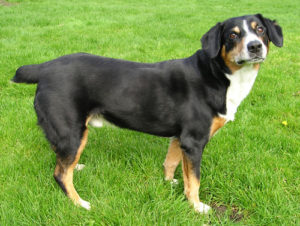 Entlebucher Mountain Dog