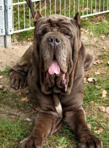 Neapolitan Mastiff