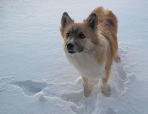 Icelandic Sheepdog