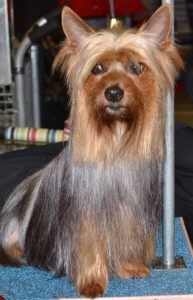 Silky Terrier