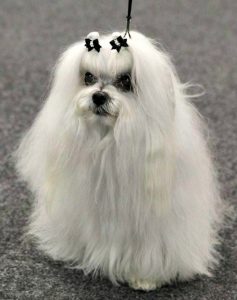 Maltese