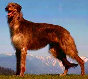 Scottish Deerhound