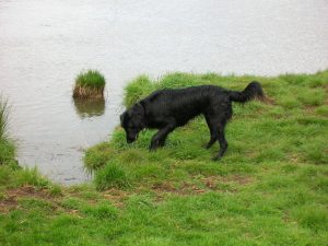 Flat Coated Retriever