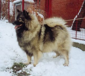 Keeshond