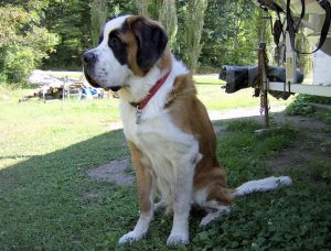 Saint Bernard