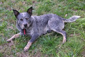 Australian Cattle Dog