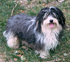 Havanese