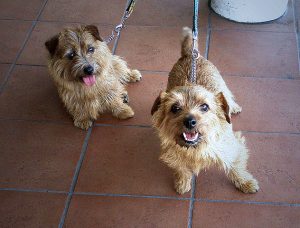 Norfolk Terrier