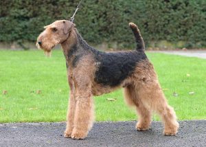 Airedale Terrier