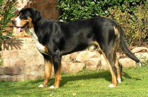 Greater Swiss Mountain Dog