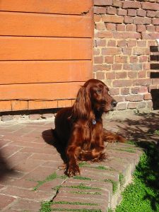 Irish Setter