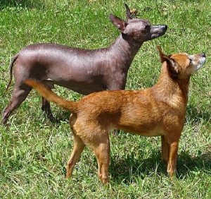 Xoloitzcuintli